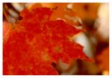 The Colour Orange* by Paul Stuckless