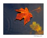 <b>Orange</b><br><i>by Mike C</i>*
