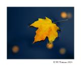 <b>5th Place</b><br><i> Yellow <br>by Mike C</i>