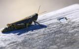 <b>Moving through DOF *</b><br><i>by alekas</i>