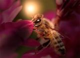 <b>Bee the Man</b>
