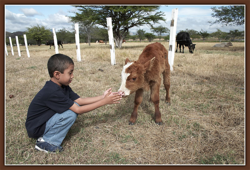2 little bulls*