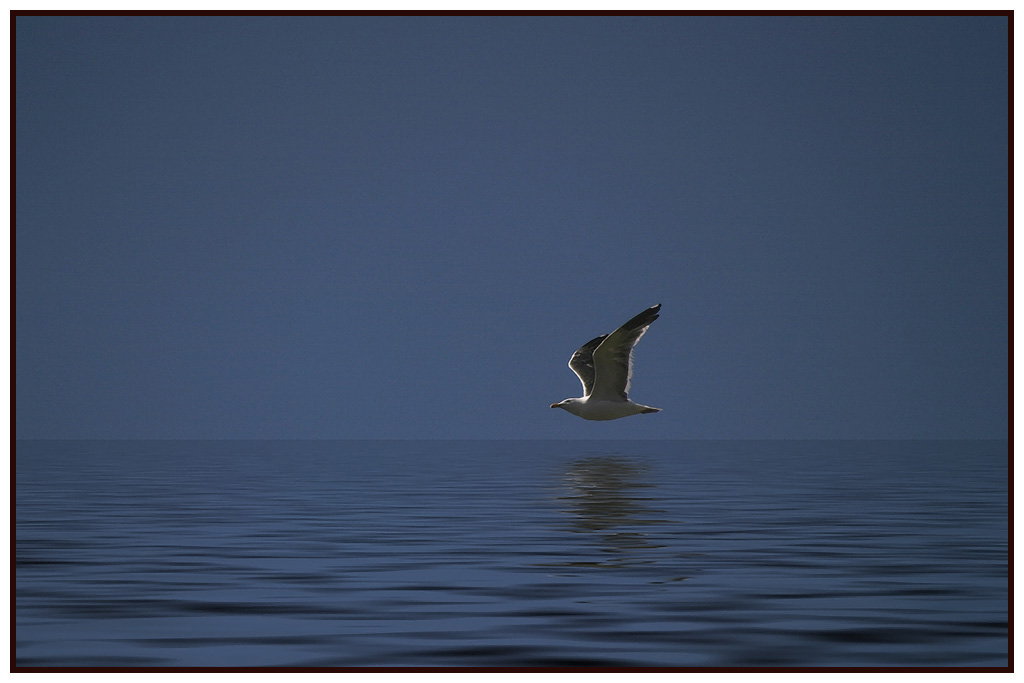 <b>Seagull over water</b><br><font size=2>* by Earl Waud</font>