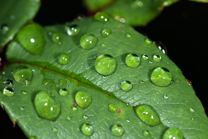 <b>Spring Rain</b><br>by<br>Ozy