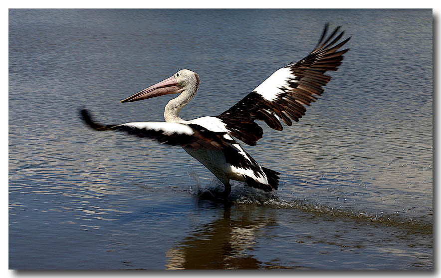 Liquid Landing * by Gayle