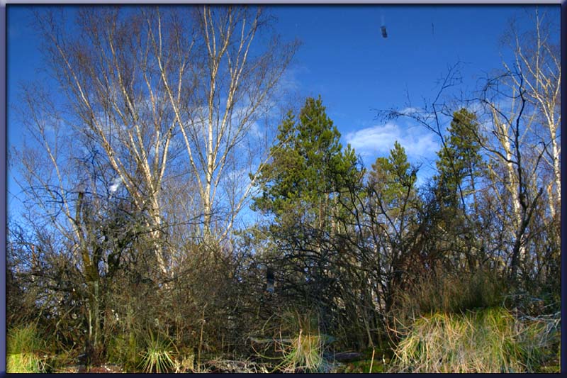 Pond in the Sky