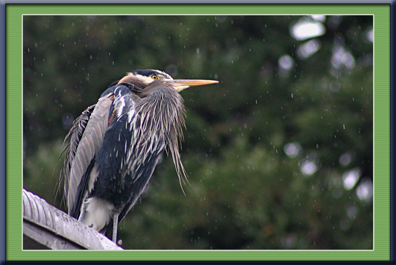 Rainy Day Blue
