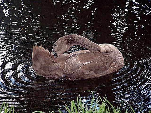 Water is Life * by Doris Baillet