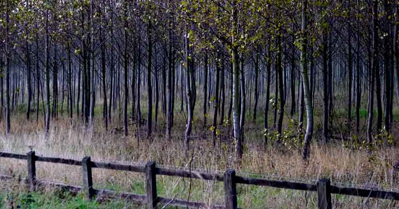 <b>Cant See The Wood For The Trees</b> *