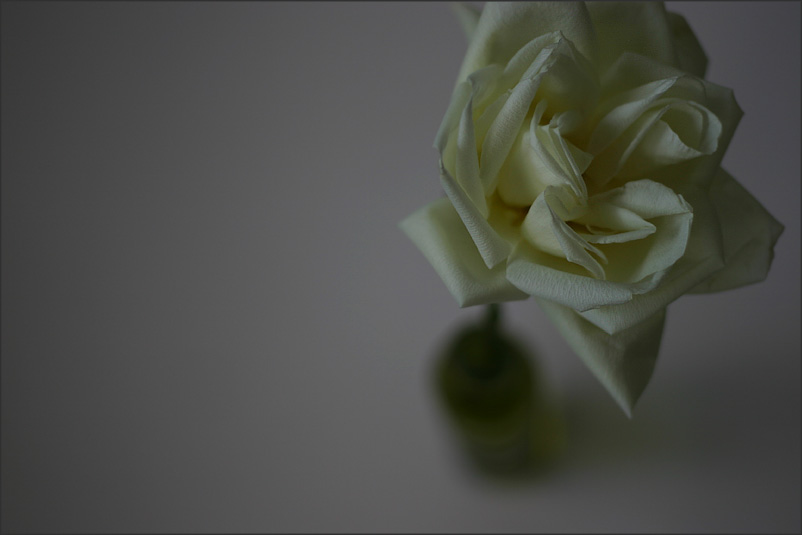 My White Rose