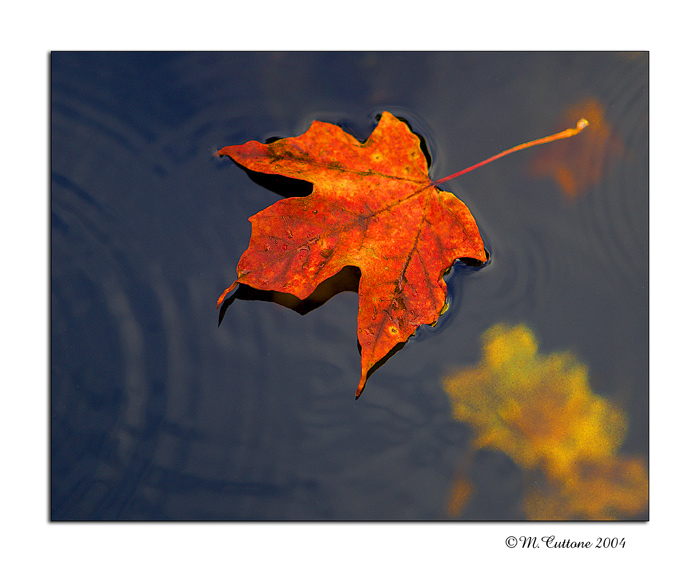 <b>Orange</b><br><i>by Mike C</i>*