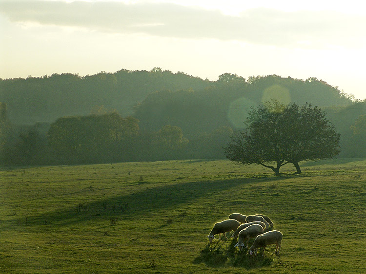 Late Afternoon in the Meadow