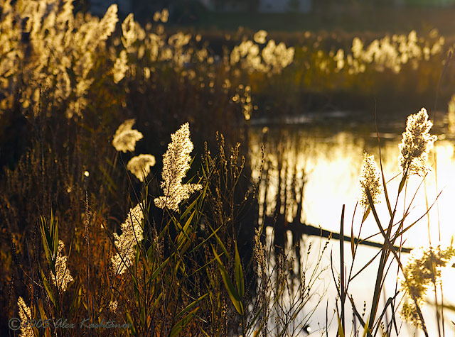 <b>Fall Colors *</b>