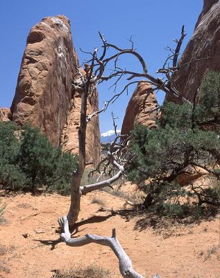 Devil's Garden, Arches N.P.