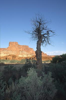 Sunrise Snag