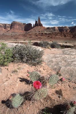 Cactus and Monster Tower, Canyonlands N.P.