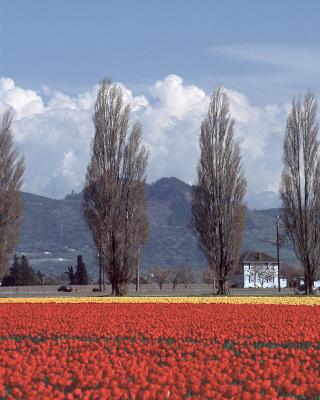 Skagit Valley Tulips