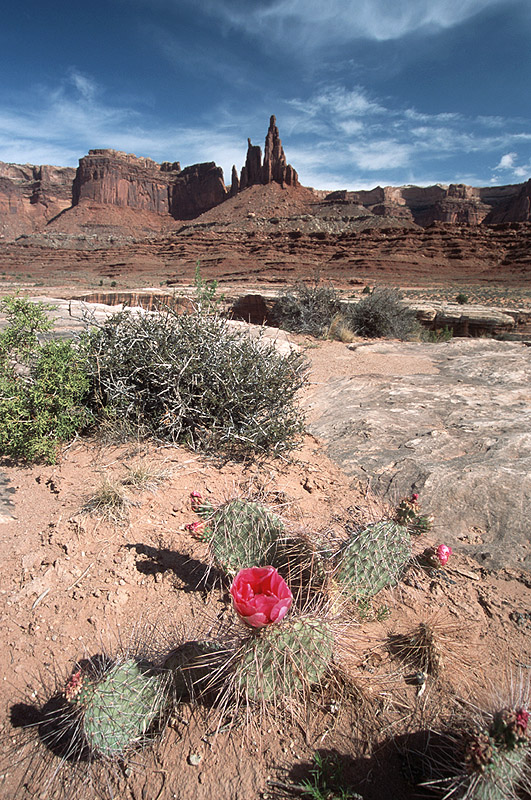Cactus and Monster Tower, Canyonlands N.P.