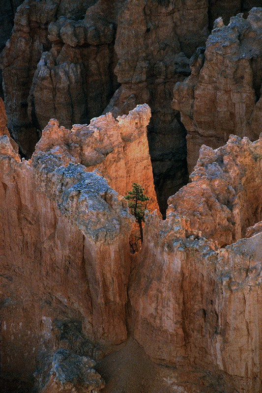 Sunrise Embrace, Bryce