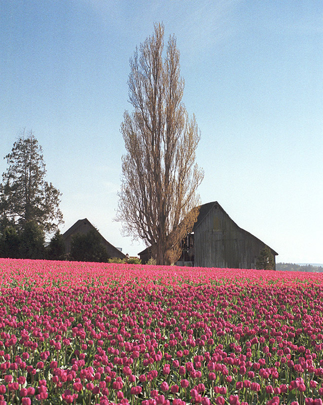 Tulip Barn