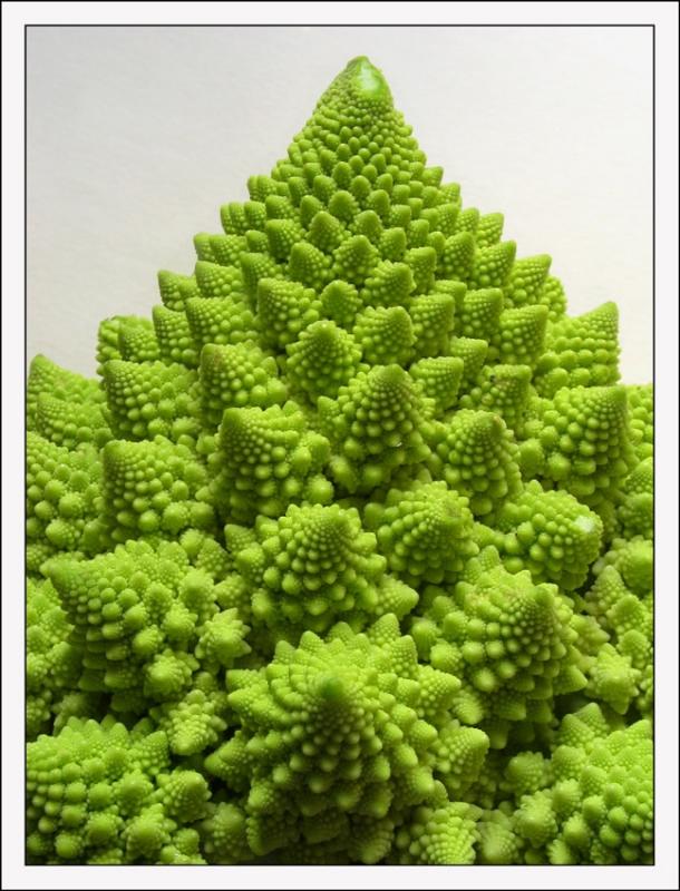 from the bottom of cauliflower