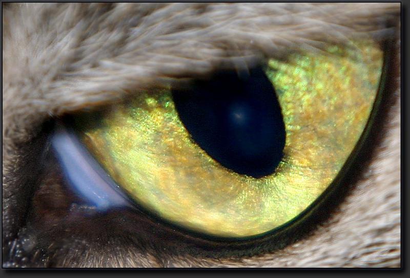I C U