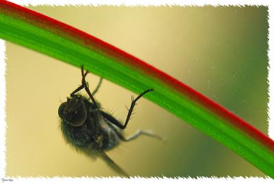 The Fly (*)