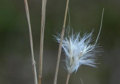 full bloom!(for a grass flower)*