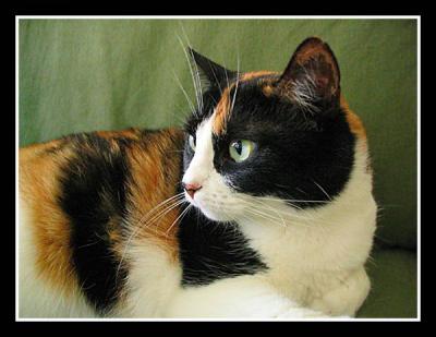 Miss-Millie (*)