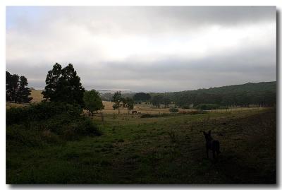 Banjo and the horses (*)