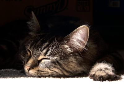 siesta