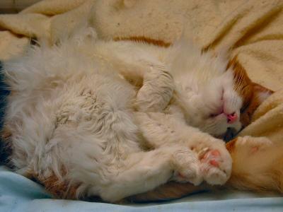 What is it with cats and dirty clothes? *