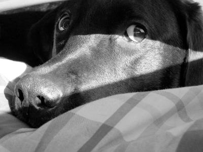 Hunter's Nap *