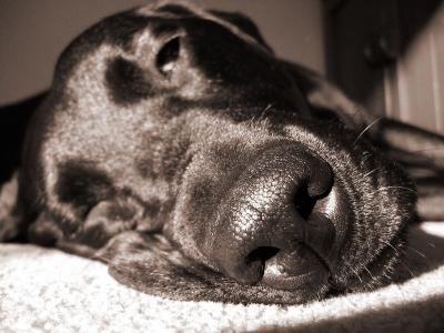 Dog Tired *
