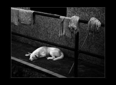 White Shadow*