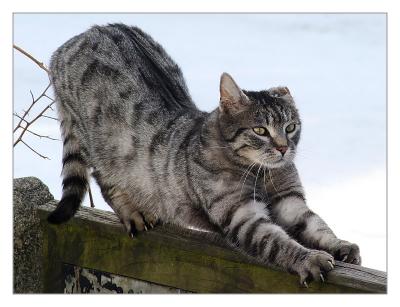 Cat gymnastics (*)