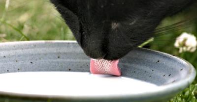 Feline's Favourite Fluid *