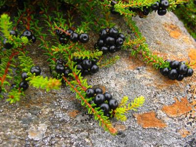 Black Berries.jpg