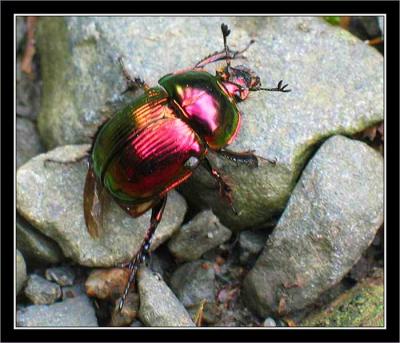 Beetle on the rocks.