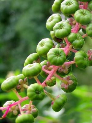 Pokeweed *