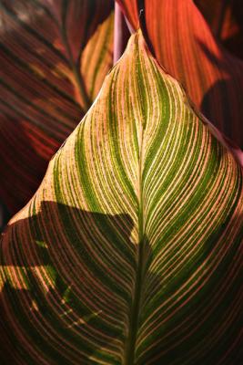 Leafs.jpg by bee1000