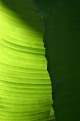 Leafs2.jpg by bee1000