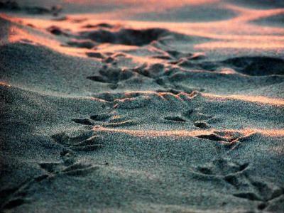 SAND TRACKS (*)