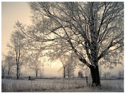 Frosty Michigan Morning
