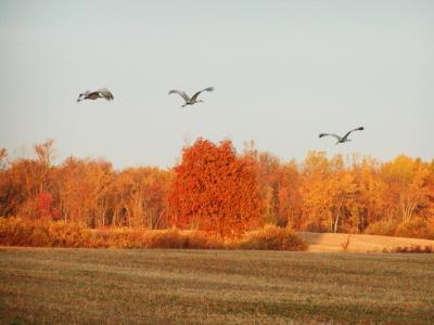 Sandhill Cranes In Flight