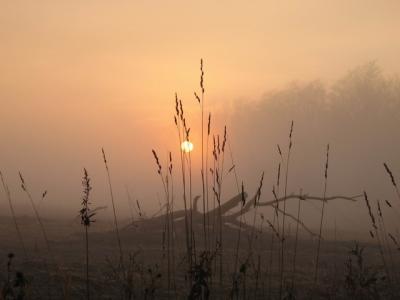 Country Morning Fog