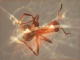 The Ant (*)