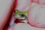 eye to eye<br>(a captives view)*