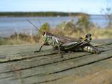 Grasshopper enjoying the view.