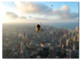 Look whos at the top of Sears Tower...